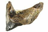 Fossil Ceratopsian Dinosaur Rooted Tooth - Judith River Fm #313293-2